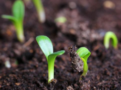 土壤养分测定仪提升农业科研效率